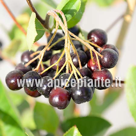 Aronia