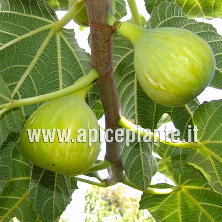 fig tree ficus carica moraceae fico