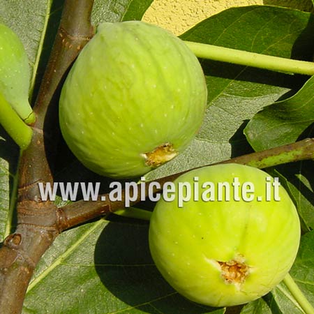 Fico Paradiso CL RO