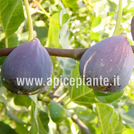 Fico Verdone CL N15
