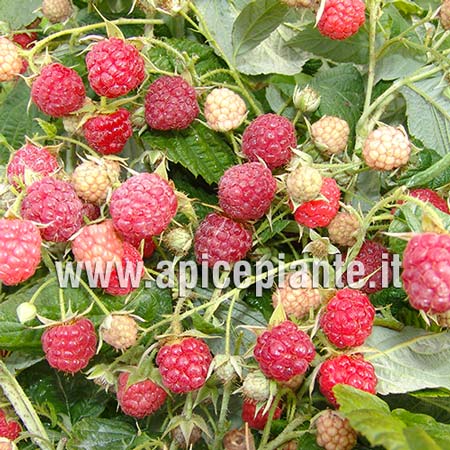 Lampone Heritage rifiorente