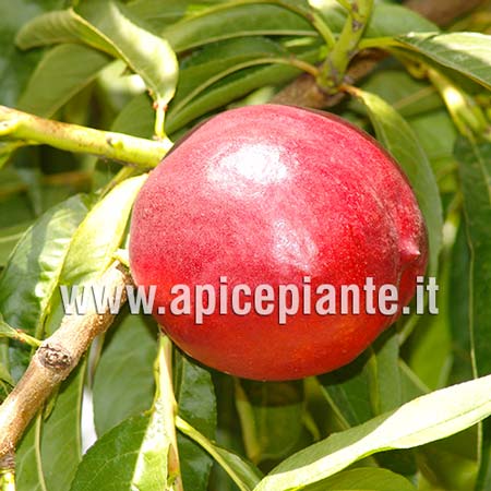 Pesconoce Indipendence