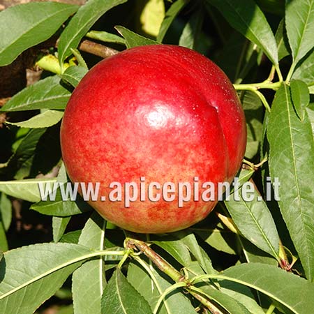 Pesconoce May Gran Bianca