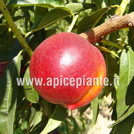 Pesconoce Vega