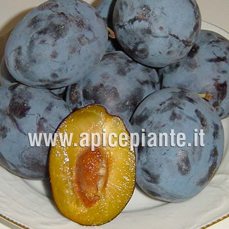 Plum tree Grossa di Felisio