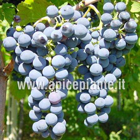 UVA Montepulciano