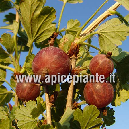 Uvaspina Rossa Rokula