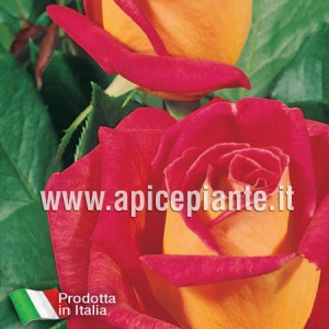 Rosa grandiflora rifiorente GIOIA