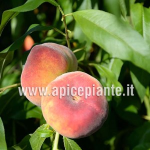 Pesco Platicarpa Gialla