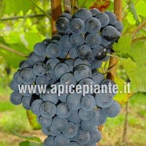 Uva Montepulciano APMP3